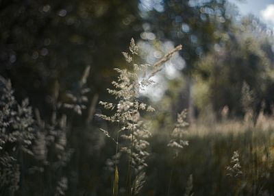 Close-up of plant growing on field