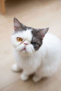 Close-up portrait of cat