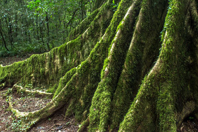 Scenic view of forest