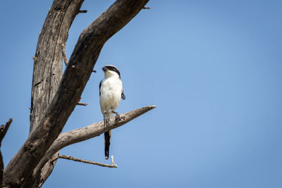 Low angle view of seagull perching on branch against sky