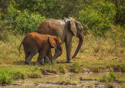 Elephant in a forest