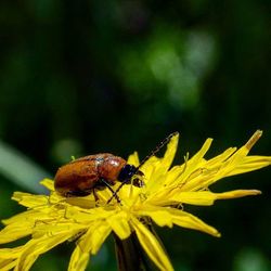 Close-up of insect on yellow flower