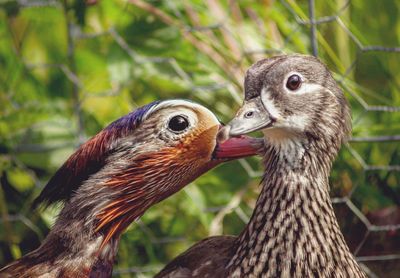 Close-up of mandarin ducks by fence
