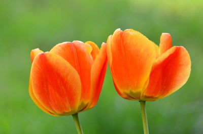 Close-up of tulips