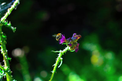 Close-up of purple flower