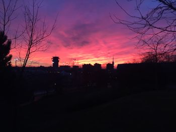 Silhouette of trees at sunset