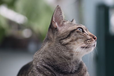 Close-up of a cat looking away
