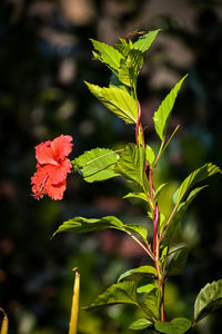 Close-up of red flowering plant