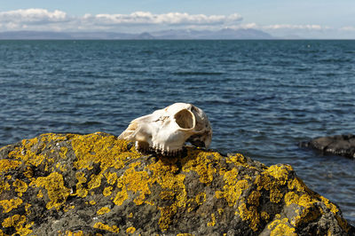 View of flowers on beach