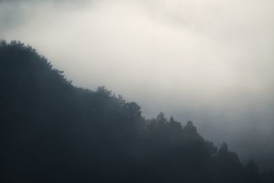 Trees against sky