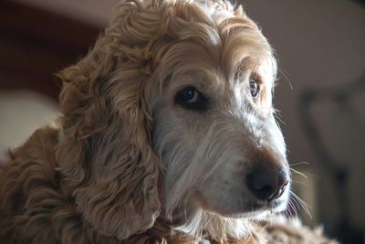 Close-up portrait of dog