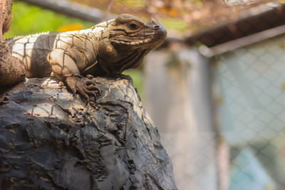 Close-up of a lizard