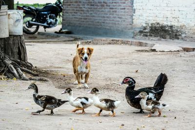 View of dog and ducks 