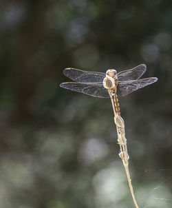 Close-up of dragonfly on plant