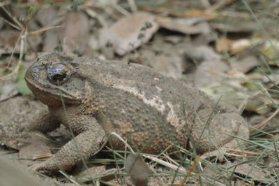 Close-up of a lizard on field