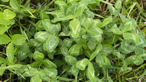 Full frame shot of wet leaves