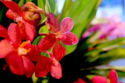 Close-up of pink flowering plant