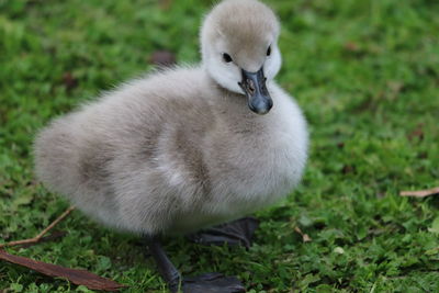 Close-up of a bird on field