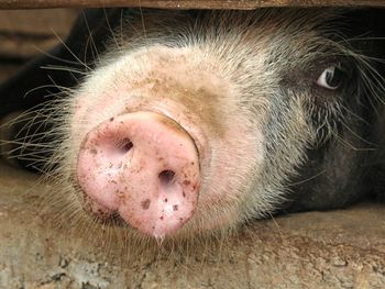 Close-up of animal sleeping