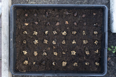 High angle view of plants