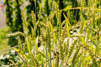 plant