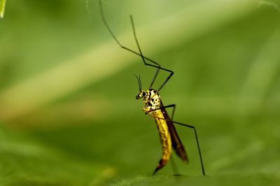 Close-up of insect