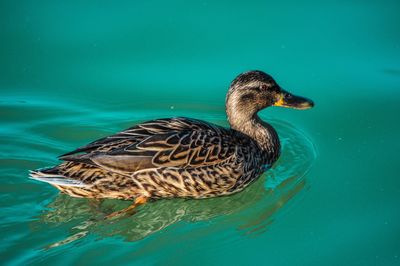 Close-up of a duck in lake