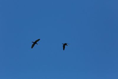 Low angle view of bird flying against blue sky