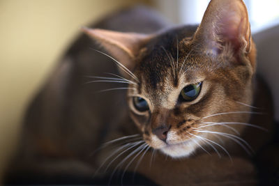 Closeup head of clumsy abyssinian cat in front portrait with curious face