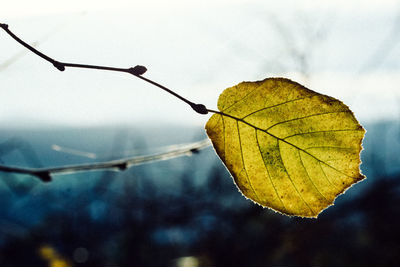 Close-up of yellow leaf against sky