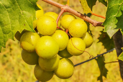 Close-up of grapes growing on tree