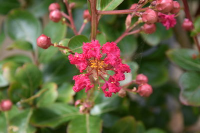 Close-up of pink flowering plant