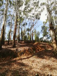 Trees in forest