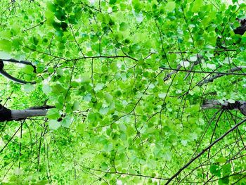 Low angle view of trees in the forest