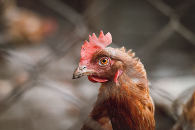 Astonished expression of homely orange hen asking where your food is. funny face of flightless bird