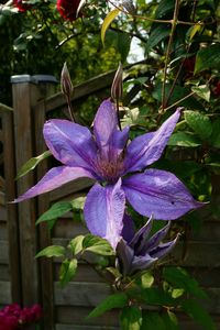 Close-up of purple flower