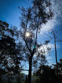 Low angle view of silhouette trees against sky