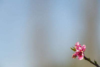 Close-up of pink flower against blurred background