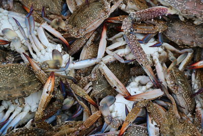 Full frame shot of crabs for sale in market