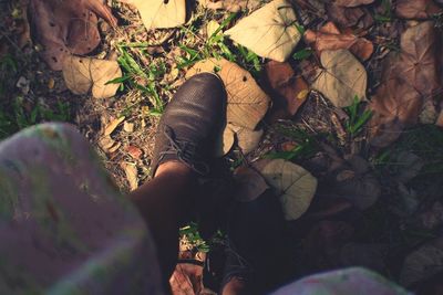 Close-up of plant in field