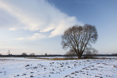 Bare trees on snow covered field against sky