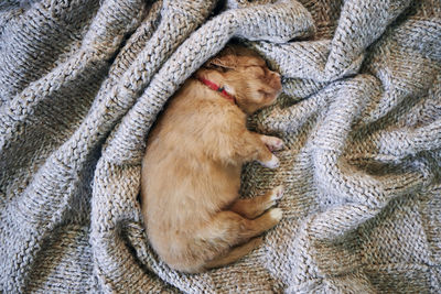 High angle view of cat sleeping on bed