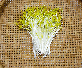 High angle view of flowering plant against white background