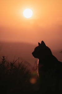 Silhouette of a orange sunset