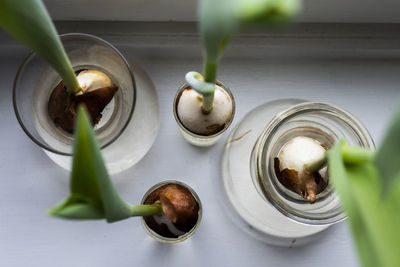 Bulbs growing in vases