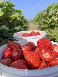 Close-up of strawberries