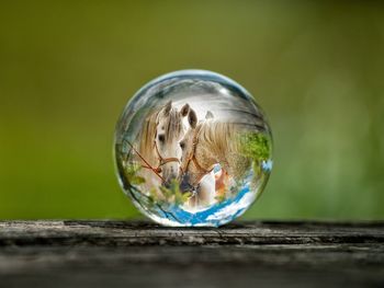 Close-up of crystal ball reflecting horses on table