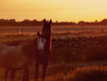 Horse standing on field during sunset