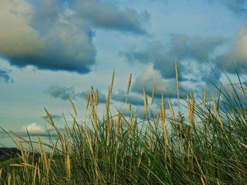 Scenic view of field against cloudy sky