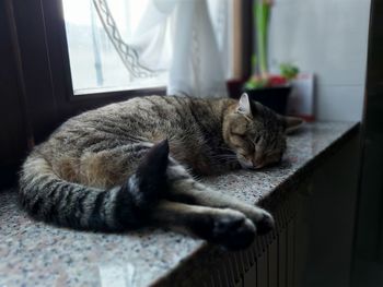 Cat sleeping at home